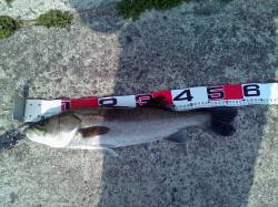 エビ撒きでハネ・キビレ〜活性あがっていて楽…