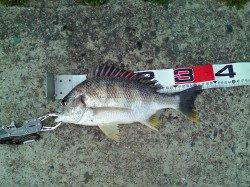 エビ撒きでハネ・キビレ〜活性あがっていて楽しめました♪