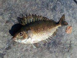 白浜周辺でフカセ釣り、グレとアイゴの釣果