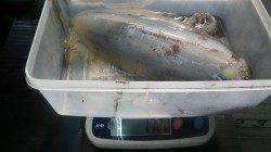 白浜椿地磯エギングでアオリイカ1.72kg