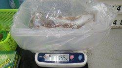 江住ヤエンでアオリイカ〜1.63kg計６杯「ヤッター！！」