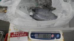 天神崎のヤエン釣りでアオリイカの釣果