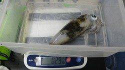 潮岬　エギングでアオリイカも…次はキロアップを