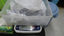 ヤエンでアオリイカ3杯計3.76kg～すさ…