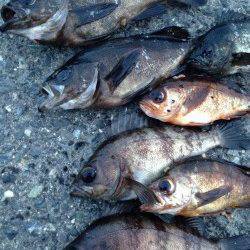 古茂江でメバリング、表層オンリーでやる気のある魚狙い