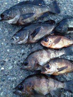 古茂江でメバリング、表層オンリーでやる気のある魚狙い