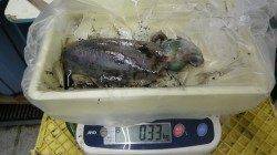 見老津漁港ヤエンでアオリイカの釣果