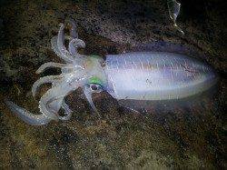 南紀ヤエン釣行　低水温ですが1500gのナイスサイズ！