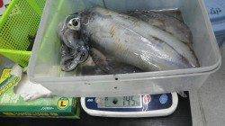 見草のブリマでアオリイカの釣果