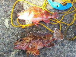 北港魚つり公園でカゴ釣り&足元サビキ　アジに特大イワシも！