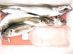 下浜港で夕方からのウキ釣り、良型アジの釣果