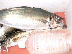 下浜港で夕方からのウキ釣り、良型アジの釣果