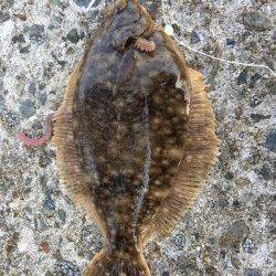 須磨で投げ釣り、３投目で待望のカレイをゲット！