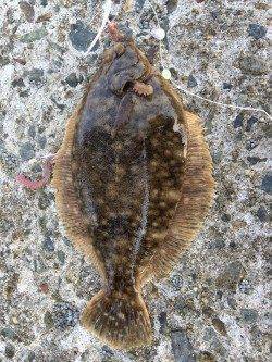 須磨で投げ釣り、３投目で待望のカレイをゲット！