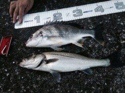 南甲子園浜、エビ撒き釣りでキビレとハネ　活性は高かった