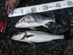 南甲子園浜、エビ撒き釣りでキビレとハネ　活…