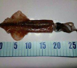 久美浜でメバル・ガシラのほかメバリングタックルでケンサキイカ！