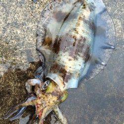 自身初のキロＵＰに感動！ 串本大島エギングでアオリイカ