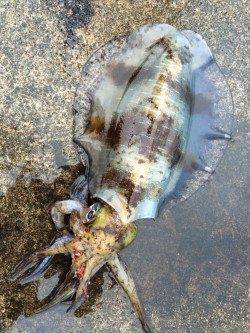 自身初のキロＵＰに感動！ 串本大島エギングでアオリイカ