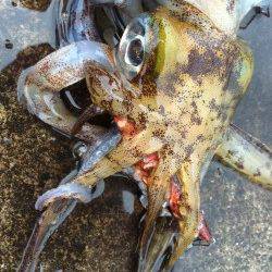 自身初のキロＵＰに感動！ 串本大島エギングでアオリイカ