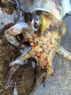 自身初のキロＵＰに感動！ 串本大島エギングでアオリイカ