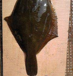 沖一文字北で33cmのカレイをキャッチ♪