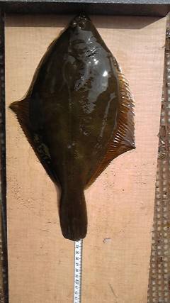 沖一文字北で33cmのカレイをキャッチ♪