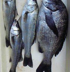 中波止2番ではウキ釣りで良型チヌの姿も♪