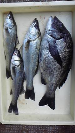 中波止2番ではウキ釣りで良型チヌの姿も♪