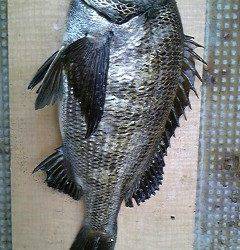 旧一文字2番、落とし込みで良型のチヌ☆