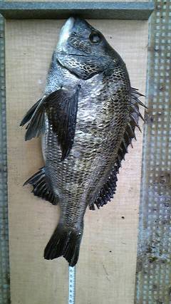 旧一文字2番、落とし込みで良型のチヌ☆