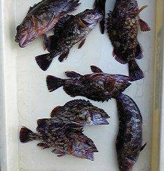 岸和田一文字　ガシラ狙いも面白い