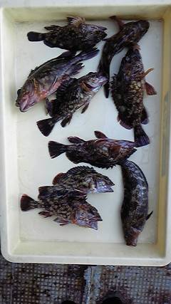 岸和田一文字　ガシラ狙いも面白い