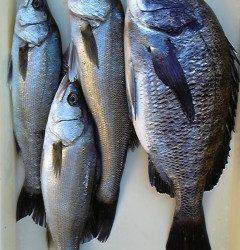 旧一文字白灯、シラサでチヌ・ハネ他