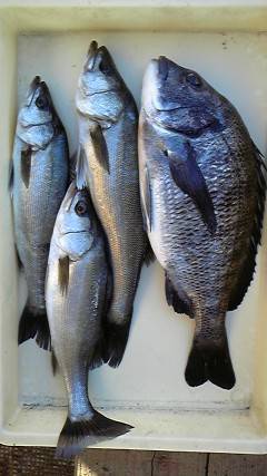 旧一文字白灯、シラサでチヌ・ハネ他