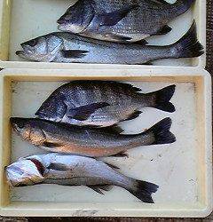 旧一文字白灯、シラサでチヌ・ハネ他