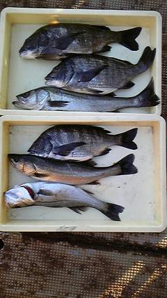 旧一文字白灯、シラサでチヌ・ハネ他