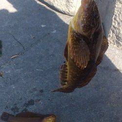 新浜漁港エリア、投げ釣り良型のアイナメ釣れました。