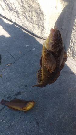 新浜漁港エリア、投げ釣り良型のアイナメ釣れ…