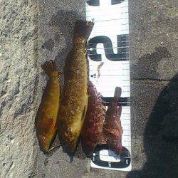 新浜漁港エリア、投げ釣り良型のアイナメ釣れました。