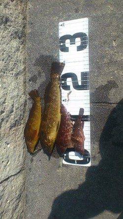 新浜漁港エリア、投げ釣り良型のアイナメ釣れました。