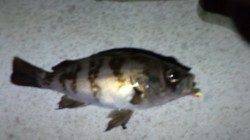 須磨のメバリングでメバル・ガシラ