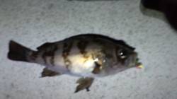 須磨のメバリングでメバル・ガシラ