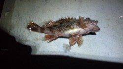 須磨のメバリングでメバル・ガシラ