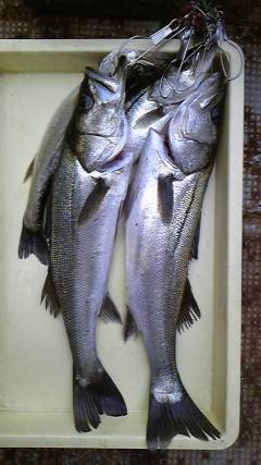 中波止2番でウキ釣り、58cmまでのハネ4匹GET！