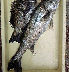 沖一文字でエビ撒き　ハネ&チヌ