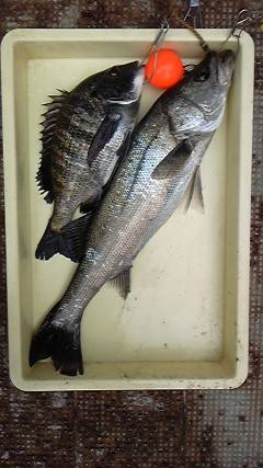 沖一文字でエビ撒き　ハネ&チヌ