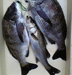 沖一文字でエビ撒き　ハネ&チヌ