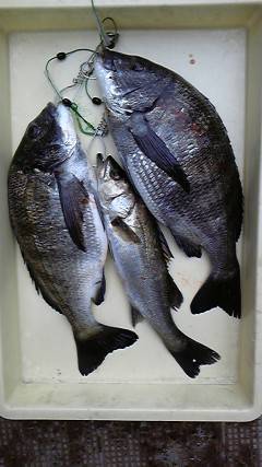 沖一文字でエビ撒き　ハネ&チヌ