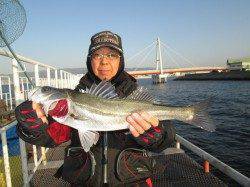 尼崎市魚つり公園 ウキ釣りでハネ&チヌ☆